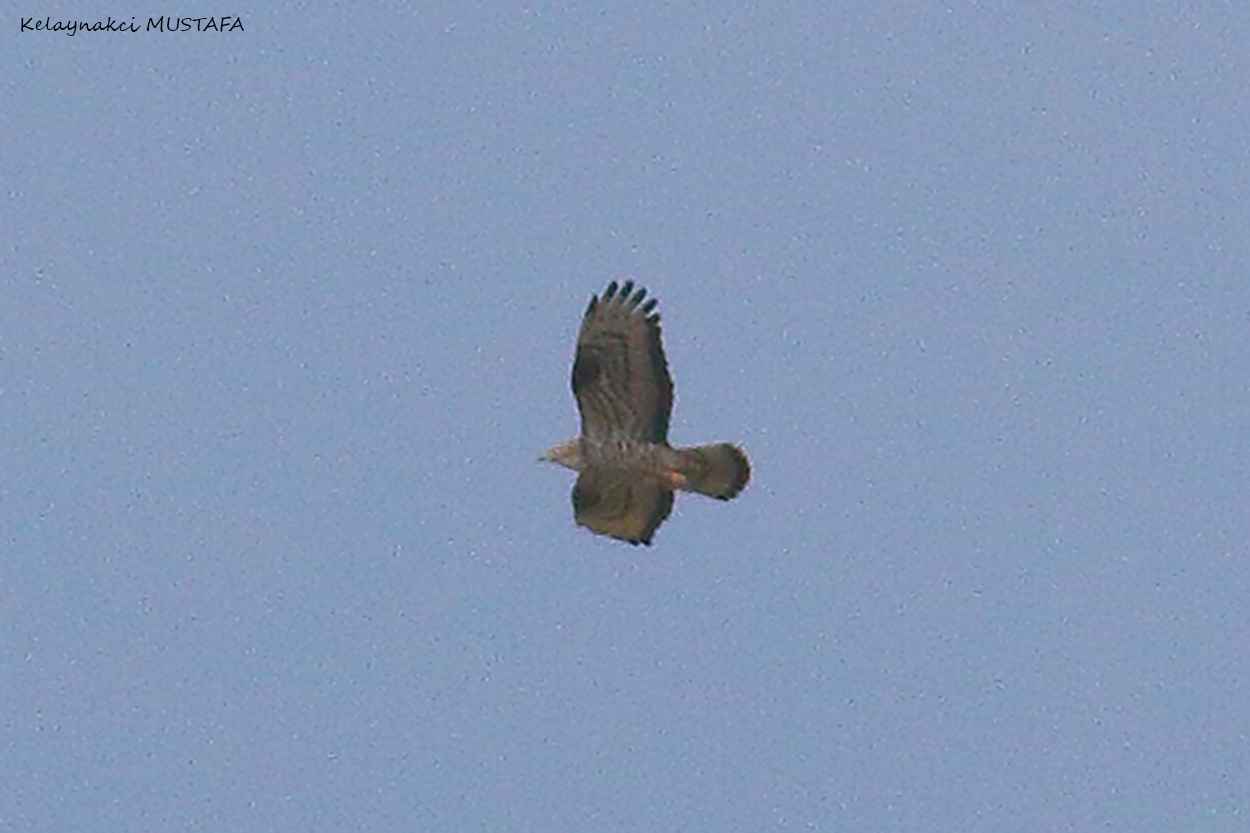 Oriental Honey-buzzard